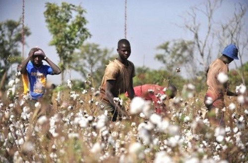 Coton : une production de 66.617 tonnes attendue pour la campagne 2024-2025