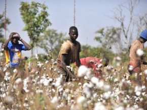 coton-une-production-de-66-617-tonnes-attendue-pour-la-campagne-2024-2025