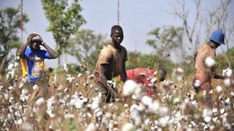 coton-une-production-de-66-617-tonnes-attendue-pour-la-campagne-2024-2025