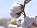 Hausse des recettes d’exportations de coton en 2019