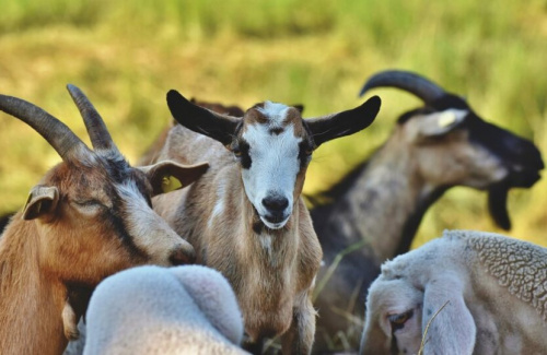 Savanes : des éleveurs bénéficient d&#039;un appui du FSRP