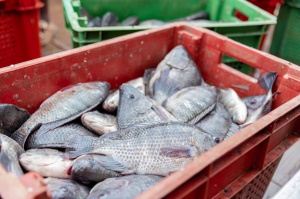 Pêche et aquaculture : le Togo se dote d&#039;une stratégie de développement durable