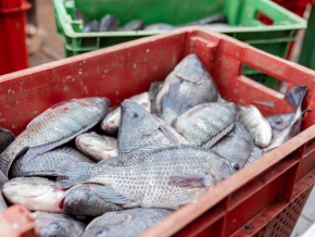 Pêche et aquaculture : le Togo se dote d&#039;une stratégie de développement durable