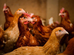 Grippe aviaire et peste porcine : les éleveurs appelés à la vigilance et au respect des mesures