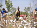 Au Togo, le coton est le 1er pourvoyeur d’emploi rural