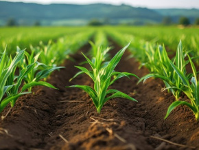 Agriculture : le Togo bénéficie d’un appui de la Banque islamique de développement