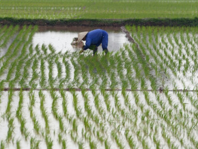 riziculture-le-togo-s-initie-a-l-approche-smart-valleys