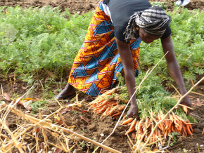 Les députés veulent impliquer davantage les femmes dans l’investissement agricole