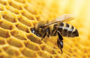 Les apiculteurs togolais livrent 1,5 tonne de cire d’abeille au groupe Koster Keunen