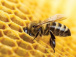 Les apiculteurs togolais livrent 1,5 tonne de cire d’abeille au groupe Koster Keunen
