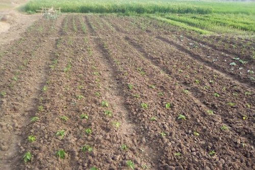 L’aménagement hydroagricole de la Plaine de Djagblé achevé à 96%