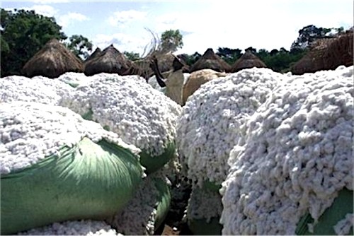 Filière coton : la production 2017/2018 estimée à 130 000 tonnes, soit une hausse de 30%