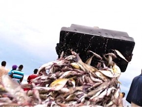 Le Togo aux avant-postes d’une politique de pêche et d’aquaculture dans l’espace CEDEAO