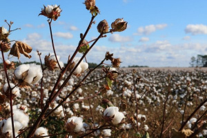 Olam et les producteurs de coton s’accordent pour optimiser la nouvelle campagne agricole