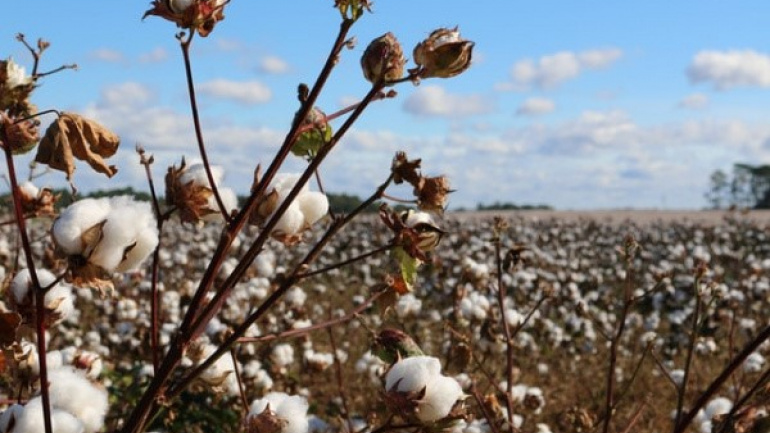 olam-et-les-producteurs-de-coton-s-accordent-pour-optimiser-la-nouvelle-campagne-agricole
