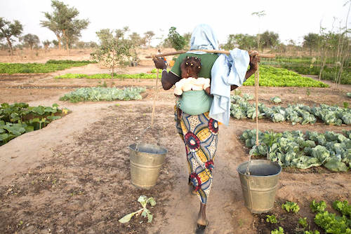 L’agence régionale pour l’agriculture et l’alimentation de la Cedeao passe en revue ses activités à Lomé