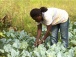 Dans le cadre des agropoles, le gouvernement cible les filières et les métiers porteurs