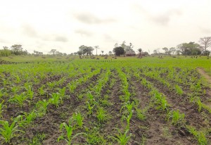 L’agriculture togolaise prépare ses Journées Portes Ouvertes