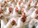 Plus aucune importation de produits avicoles sans autorisation préalable