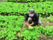 Filière horticole : les acteurs s&#039;affûtent en technologies agricoles innovantes